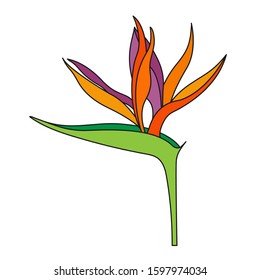 Strelitzia reginae flower or bird of Paradise Flower. Official flower of Los Angeles. Isolated on white background, flat style