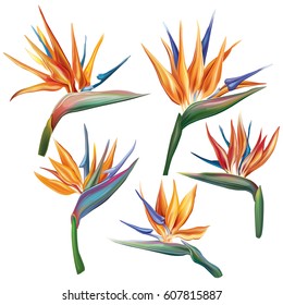 Strelitzia reginae flower (bird-of-paradise, crane flower).  - Shutterstock ID 607815887