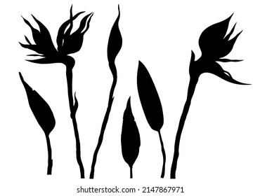 Strelitzia reginae flower vector illustration set silhouette isolated on white. Flowering plant of South Africa, the so-called crane flower or bird of paradise