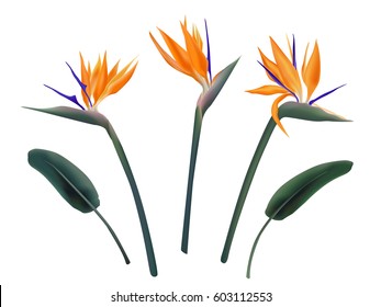 Strelitzia reginae flower vector illustration set isolated on white. Green leaves. orange and violet blossom realistic design collection. South Africa flowering plant, so called crane or paradise bird