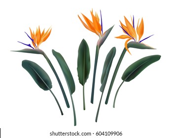 Strelitzia Reginae flower vector illustration collection isolated on white. Green leaves, orange and violet blossom realistic design set. South African plant, so called crane or bird of paradise.