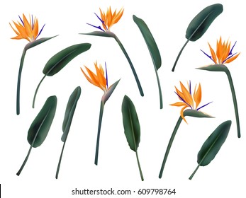 Strelitzia Reginae flower vector illustration collection isolated on white. Green leaves, orange blossom realistic design set. South African blooming plant, so called crane or bird of paradise.