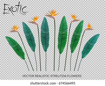 Strelitzia Reginae flower vector illustration collection isolated on transparency grid. Green leaves, yellow blossom realistic design set.