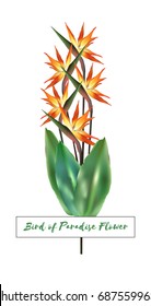 Strelitzia Reginae Flowers with Banana Leaves, Realistic Vector Illustration. Vertical Bouquet with South African Tropical Plants - Bird of Paradise Flower, or Crane Flower. Floral Decoration Isolated