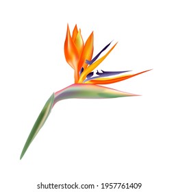 Strelitzia reginae flowers. Strelitzia (bird of Paradise) flower isolated on white background. Fresh tropical flower. Exotic  flora, botany plant with petals. Realistic vector illustration