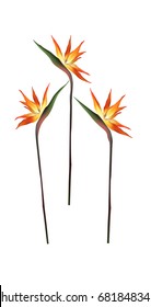 Strelitzia Reginae Flowers, Realistic Gradient 3d Illustration. Floral Decoration Isolated on White. Vertical Bouquet with South African Tropical Plants - Bird of Paradise Flower, or Crane Flower.