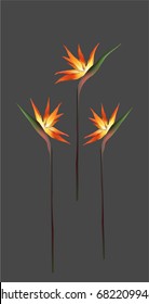 Strelitzia Reginae Flowers, Realistic Vector 3d Illustration. Vertical Bouquet with South African Tropical Plants - Bird of Paradise Flower, or Crane Flower. Floral Decoration Isolated on Grey.