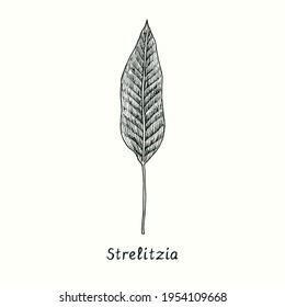 Strelitzia (Strelitzia reginae) leaf front view. Ink black and white doodle drawing in woodcut style.