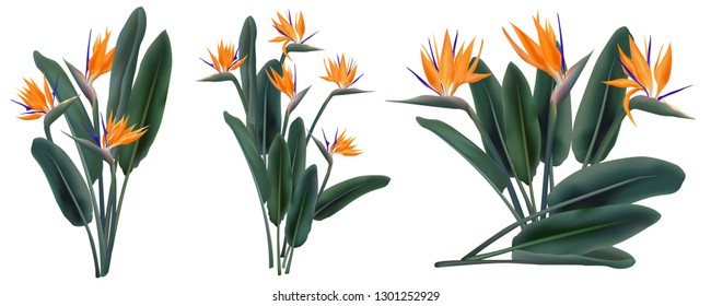 Strelitzia Reginae orange tropical flower bouquets vector set isolated on white. Green leaves, orange and violet blossom design set. South African plant, so called crane flower or bird of paradise.