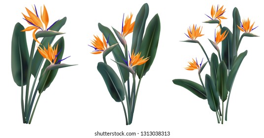 Strelitzia Reginae orange tropical flower bouquets vector set isolated on white. Green leaves, orange and violet blossom design set. South African plant, so called crane flower or bird of paradise.