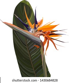 Strelitzia Reginae orange tropical flower bouquets vector set isolated on white. Green leaves, orange and violet blossom design set.  Vector illustration, EPS 10.