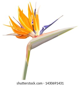 Strelitzia Reginae orange tropical flower bouquets vector set isolated on white. South African plant, so called crane flower or bird of paradise. Vector illustration, EPS 10