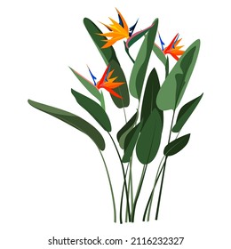 Strelitzia Reginae orange tropical flower bouquet isolated on white background. Green leaves, orange and violet blossom. South African plant, so called crane flower or bird of paradise.