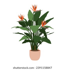 Strelitzia reginae in pot on white background, cute exotic floliage. Hand Drawn doodle style, vector illustration