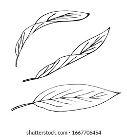Strelitzia reginae tropical flower leaves of South Africa. Line art. Tattoo contour print, logo. A flower known as a bird of paradise. Wild leaves. Exotic jungle .Vector illustration 