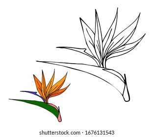 Strelitzia reginae tropical flower leaves of South Africa. Stylized colorful flower known as bird of paradise. Wild leaves. Exotic jungle .Vector illustration on white isolated background.