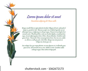 Strelitzia reginae tropical flower vector illustration isolated on white. Green leaves, orange blossom bouquet frame design. South Africa flowering plant also known as crane flower or bird of paradise