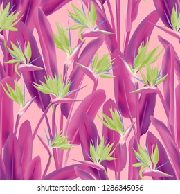 Strelitzia reginae tropical flower vector seamless pattern. Jungle plant paradise tropical summer fabric design. South African plant tropical blossom of crane flower, strelitzia. Floral wallpaper.