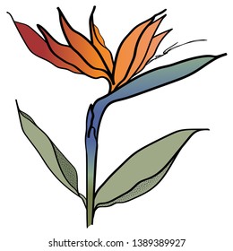 Strelitzia reginae tropical flower vector illustration isolated on white background. Single bird of paradise, colorful hand drawing of strelizia flower