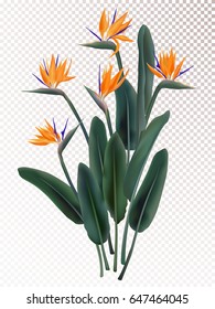 Strelitzia reginae tropical flower vector illustration isolated on transparency grid background. Green leaves, orange bloom bouquet design. South African plant known as crane flower, bird of paradise