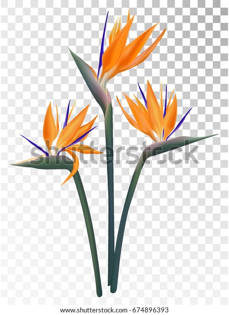 Strelitzia Reginae Illustration Vectorielle Fleur Tropicale Image Vectorielle De Stock Libre De Droits