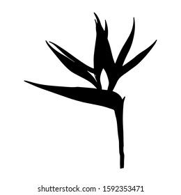 Strelitzia reginae tropical south africa flower isolated on white background. Vector illustration.Silhouette tattoo print, logo. Plant known as crane flower, bird of paradise. Wild leaf.Exotic jungle.