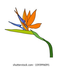 Strelitzia reginae tropical south africa flower isolated on white background. Vector stock illustration.Orange bloom bouquet design.Plant known as crane flower, bird of paradise.Wild leaf wild flower.