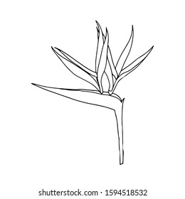 Strelitzia reginae tropical south africa flower isolated on white background. Vector stock illustration.Outline tattoo print,logo.Plant known as crane flower, bird of paradise.Wild leaf.Exotic jungle.