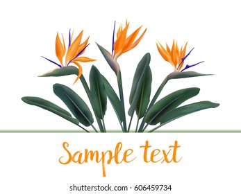 Strelitzia Reginae tropical South Africa plant blossom, so called bird of paradise, crane flower bouquet illustration. Vector card with orange random text on white band frame, border. Greenery design.