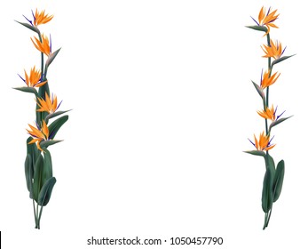 Strelitzia reginae vector illustration isolated on white. Green leaves, orange and violet blossom bouquet frame design. South Africa flowering plant also known as crane flower or bird of paradise.