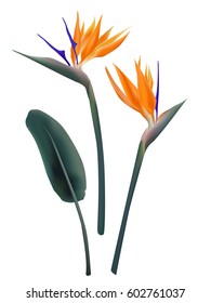 Strelitzia reginae vector illustration isolated on white. Green leaf and orange blossom realistic design. South Africa flowering plant, so called crane flower or bird of paradise. African flower.
