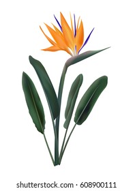 Strelitzia reginae vector illustration isolated on white. Green leaves, orange and violet blossom realistic design. South Africa flowering plant also known as crane flower or bird of paradise. 