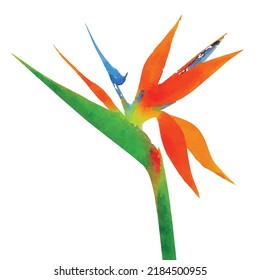 Strelitzia Reginae. Strelitzia Vector Illustration. Tropical Flower On White Background. Exotic Flowers Picture. Hawaii Flora. Aquarelle Style Flowers. Clipart For Logo, Greeting Card And Design.