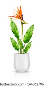 Strelitzia reginae in white flowerpot, bird of paradise or crane flower realistic vector illustration. Exotic plant with orange, purple petals in ceramic pot for interior decoration isolated on white