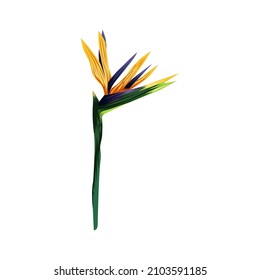 The strelitzia Royal. Flower of the bird of Paradise. Perennial herbaceous plant. Vector illustration isolated on a white background for design and web.