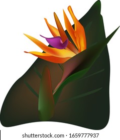 The strelitzia Royal.Bird of Paradise flower.Wild leaf. Exotic jungle.Design element on a white background.Vector illustration.
