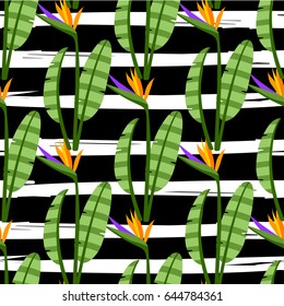 Strelitzia Seamless Pattern. Colorful bright flowers on stripes black and white modern background. Vector background with tropical flowers for textile, print, clothing, wallpaper, and other design.