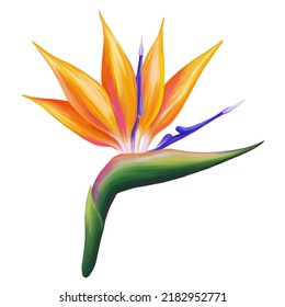 Strelitzia vector. Beautiful orange colorful tropic flower. Hand drawn realistic botanical illustration. Isolated on white.
