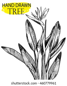 
Strelitzia . Vector freehand drawing in vintage style . Bird of paradise plant with leaves .
