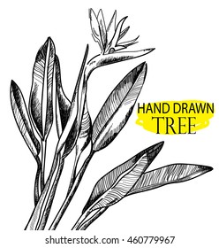 
Strelitzia . Vector freehand drawing in vintage style . Bird of paradise plant with leaves .