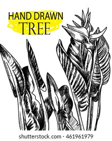 Strelitzia . Vector freehand drawing in vintage style . Bird of paradise plant with leaves .