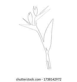 Strelitzia vector sketch. Black outline sketch of strelitzia flowers isolated on white background. Strelitzia, crane lily, bird of paradise. Botanical vector illustration.