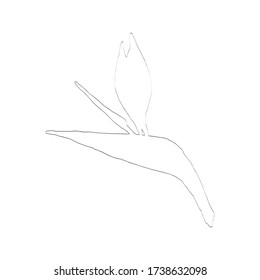 Strelitzia vector sketch. Black outline sketch of strelitzia flower isolated on white background. Strelitzia, crane lily, bird of paradise. Botanical vector illustration.