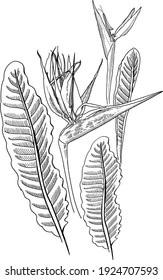 Strelitzia. Vector tropical flover, lineart 