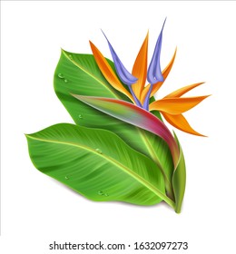 Strelizia flower. Vector illustration in realistic style. Tropical leaves on a white background. Colorful image of petals stamens pistils foliage dew