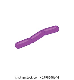 Streptobacillus moniliformis Gram-negative rod-shaped bacterium