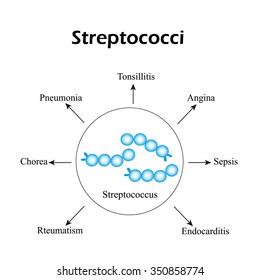 Streptococci. Streptococcal diseases. Infographics. Vector illustration