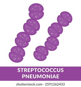 Streptococcus Pneumoniae Microbiology Vector flat illustration