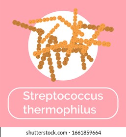 Streptococcus thermophilus icon with text. Isolated probiotic microorganism useful for human body and microflora. Digestive system supplement, healthy functioning of digestion vector in flat
