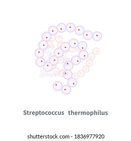 Streptococcus Thermophilus Probiotics Isolated On White